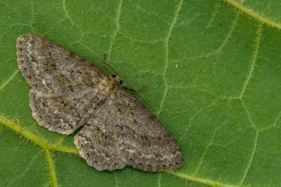 Ectropis crepuscularia - avararaszoló