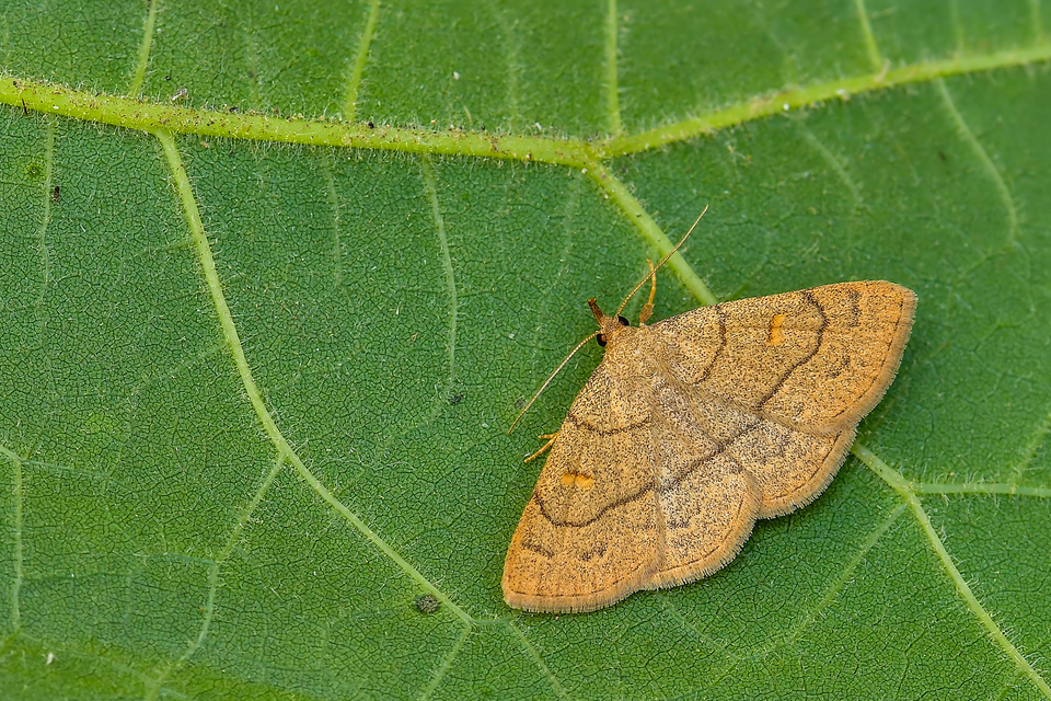 Paracolax tristalis - sárgás karcsúbagoly