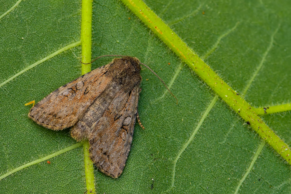 Apterogenum ypsillon - ipszilon-erdeibagoly