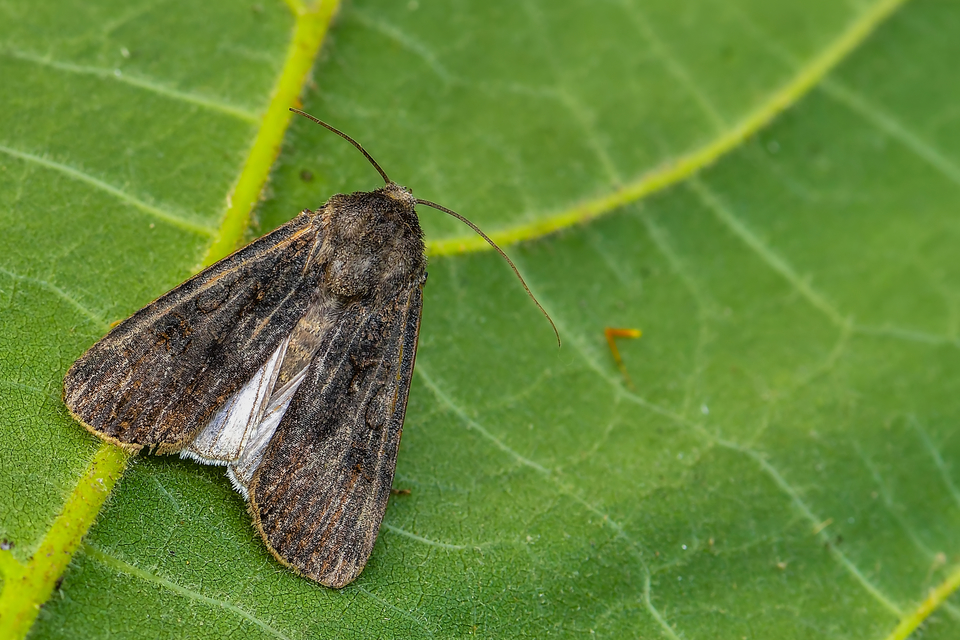 Agrotis segetum - vetési földibagoly