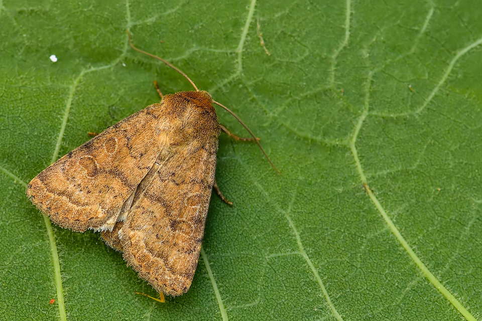 Hoplodrina octogenaria - barna selymesbagoly
