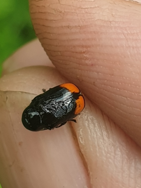 Cryptocephalus biguttatus