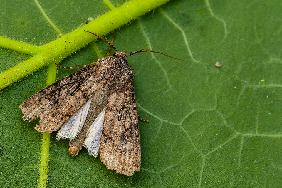Agrotis segetum - vetési földibagoly