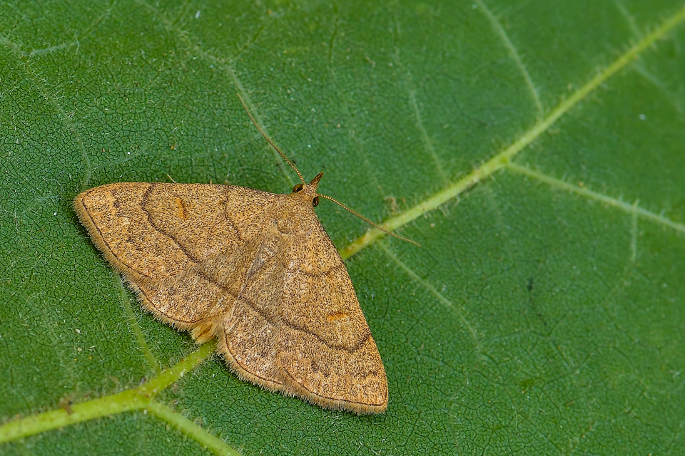 Paracolax tristalis - sárgás karcsúbagoly