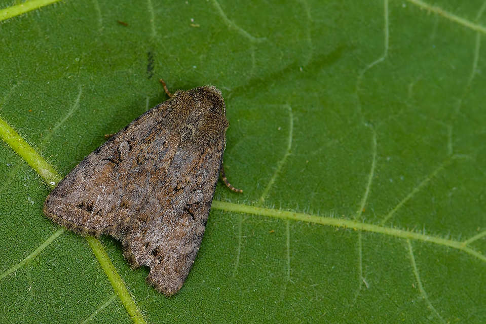 Apterogenum ypsillon - ipszilon-erdeibagoly