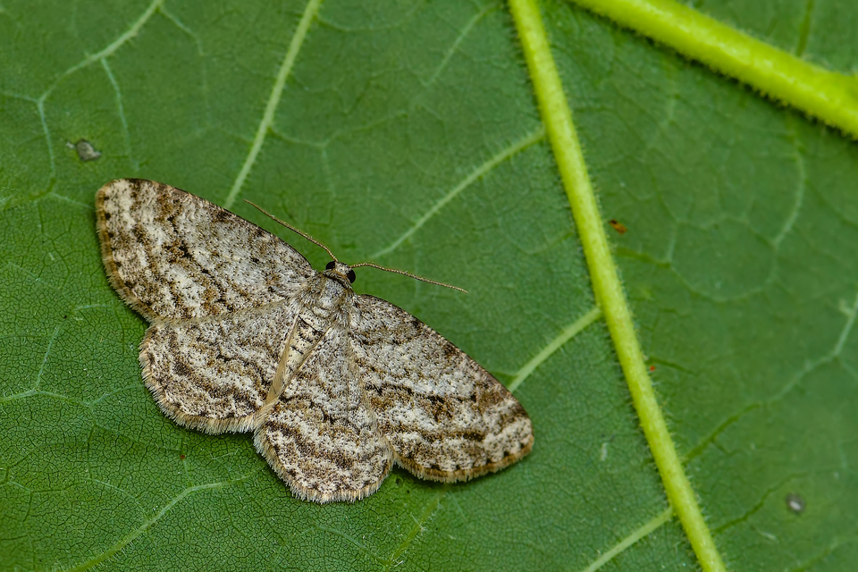 Ectropis crepuscularia - avararaszoló