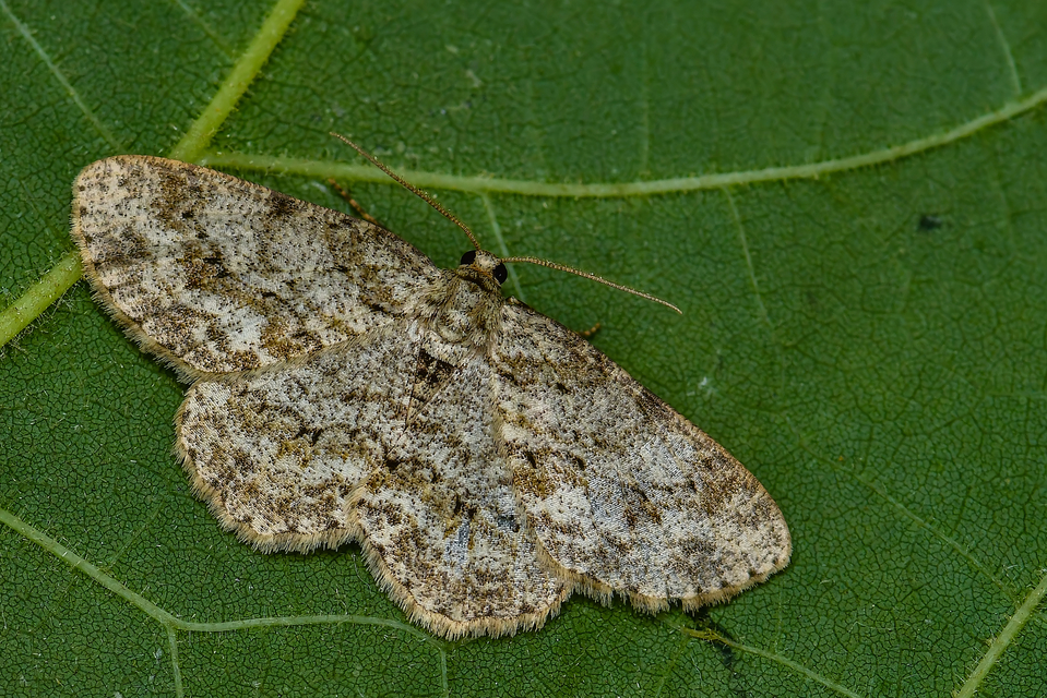 Ectropis crepuscularia - avararaszoló
