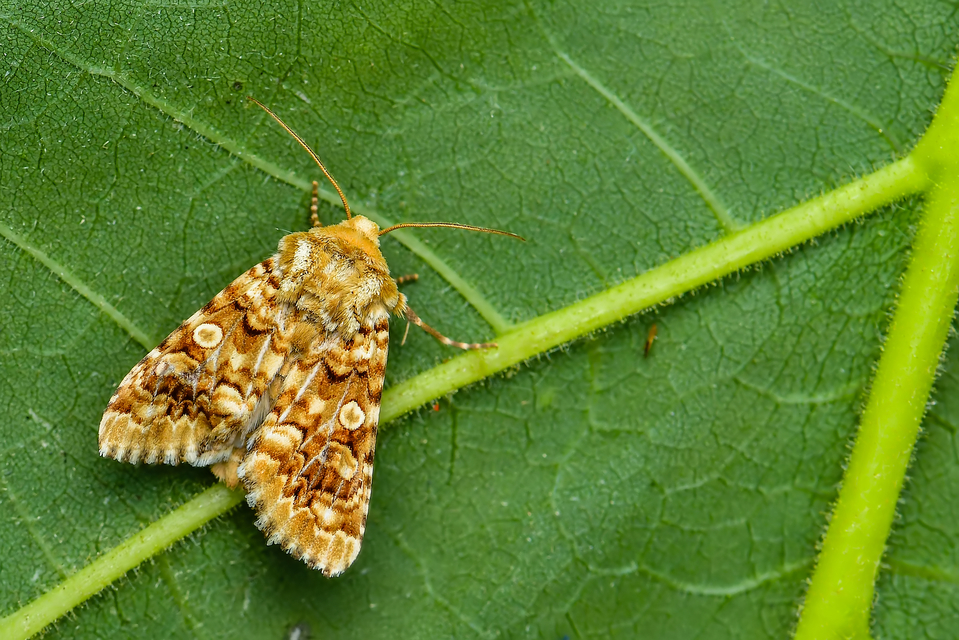 Hadena irregularis - homoki szegfűbagoly