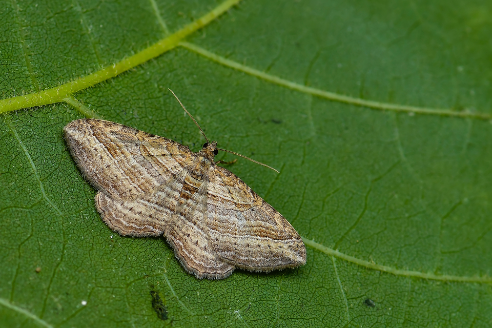 Costaconvexa polygrammata - soksávú araszoló