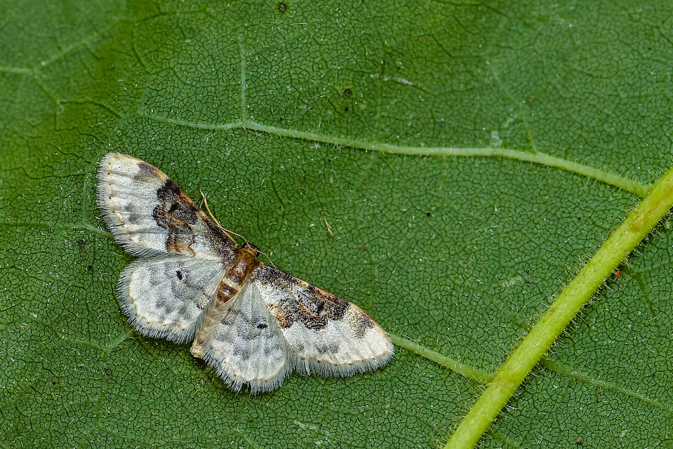 Idaea rusticata - tarka apróaraszoló
