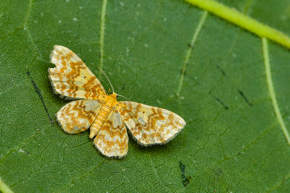 Hydrelia flammeolaria - narancssárga araszoló