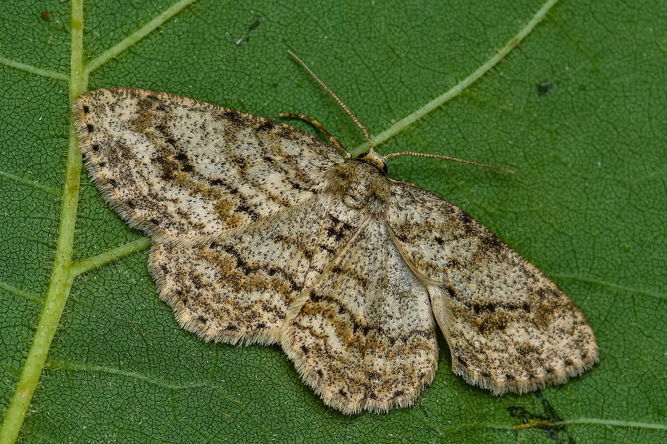 Ectropis crepuscularia - avararaszoló