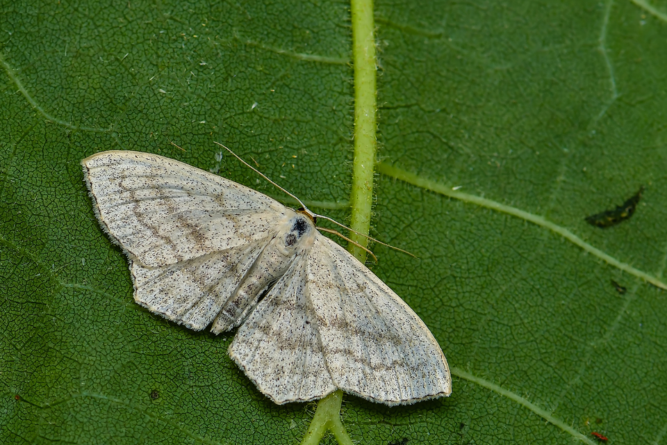 Scopula nigropunctata - feketepettyes araszoló