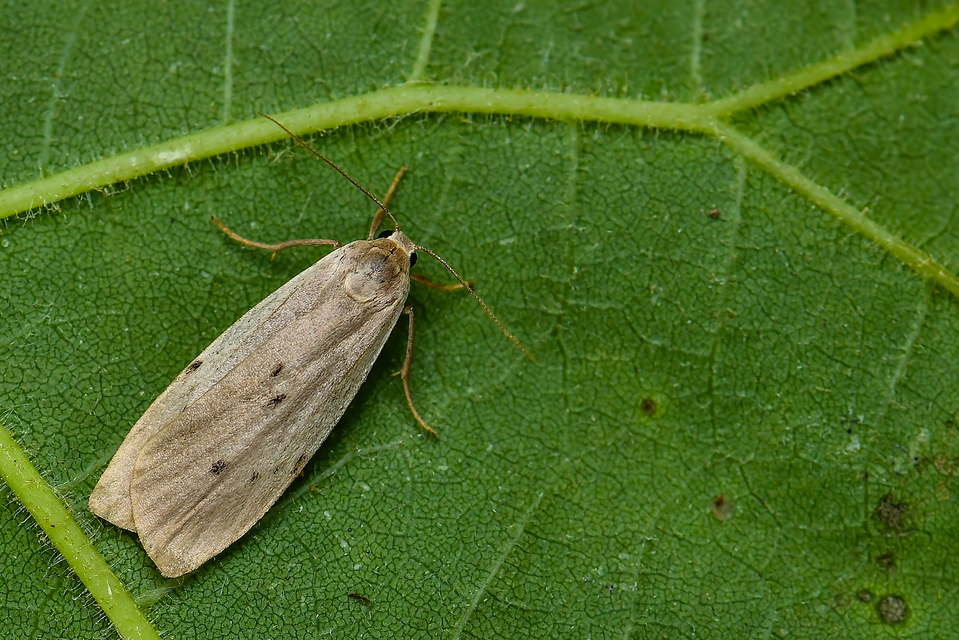 Pelosia muscerda - hamvas zuzmószövő