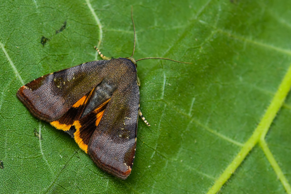 Noctua janthe - lappangó sárgafűbagoly