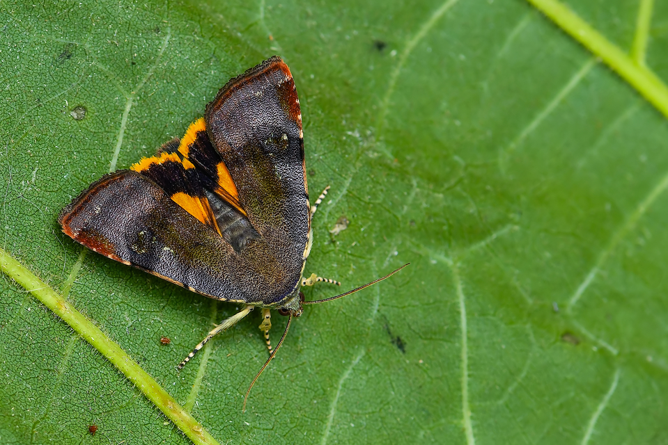Noctua janthe - lappangó sárgafűbagoly