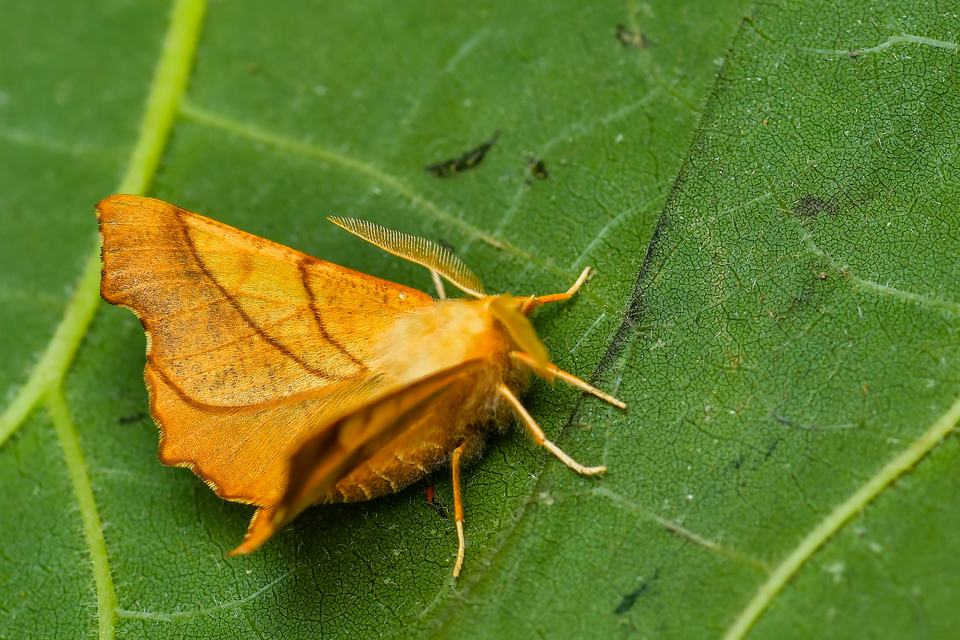 Ennomos fuscantaria - kőris-levélaraszoló