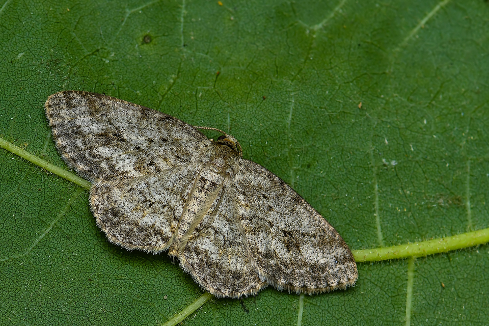 Ectropis crepuscularia - avararaszoló