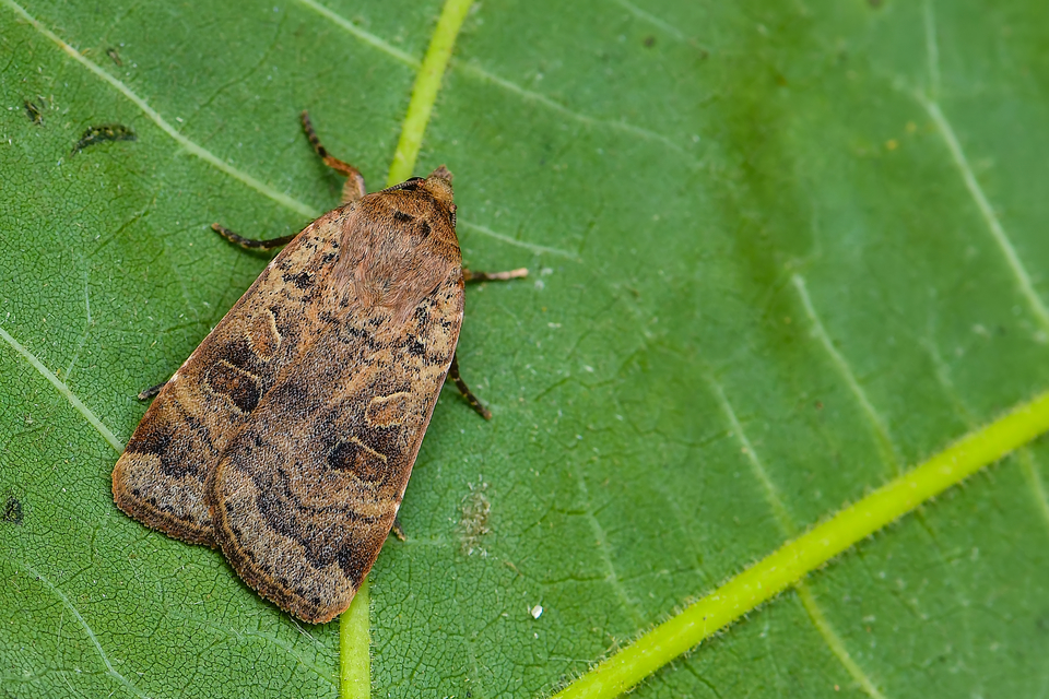 Noctua comes - kis sárgafűbagoly