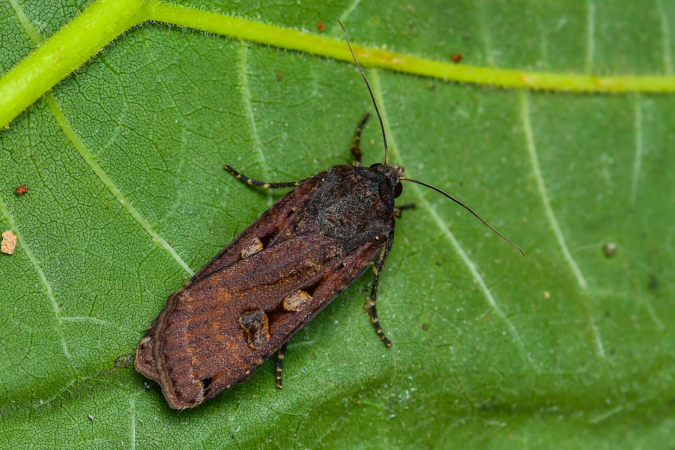 Noctua pronuba - nagy sárgafűbagoly