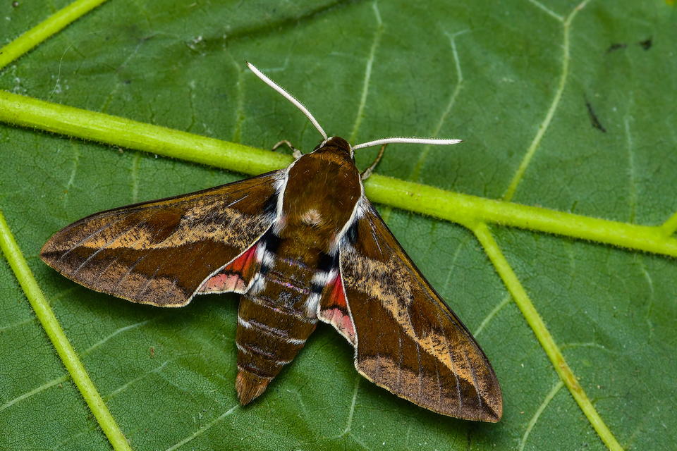 Hyles euphorbiae - kutyatejszender
