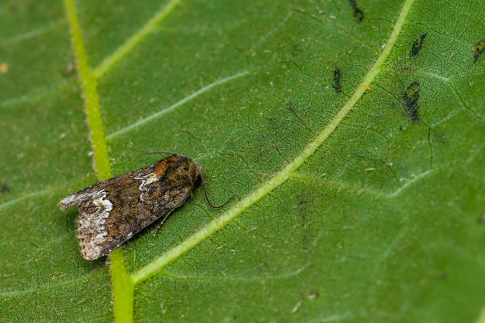 Oligia strigilis - kormos dudvabagoly