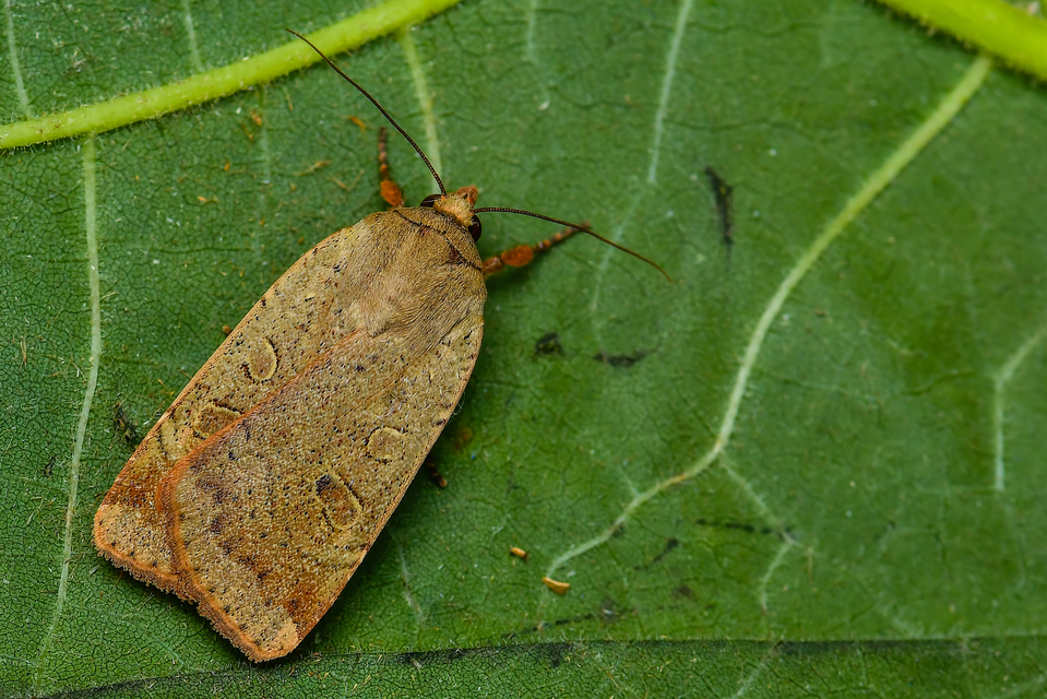 Noctua comes - kis sárgafűbagoly