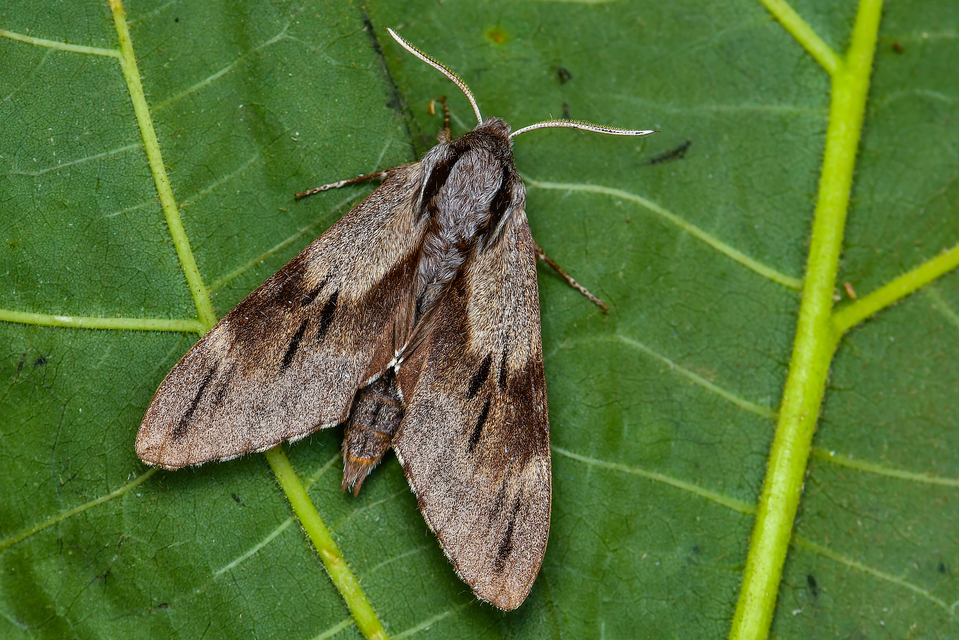 Hyloicus pinastri - fenyőszender