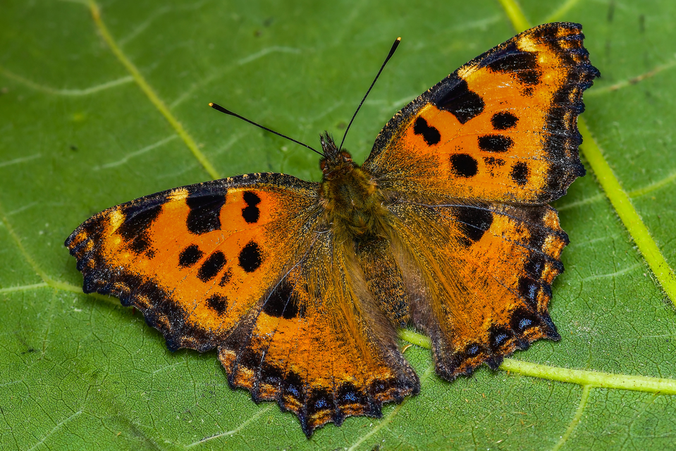 Nymphalis polychloros - nagy rókalepke