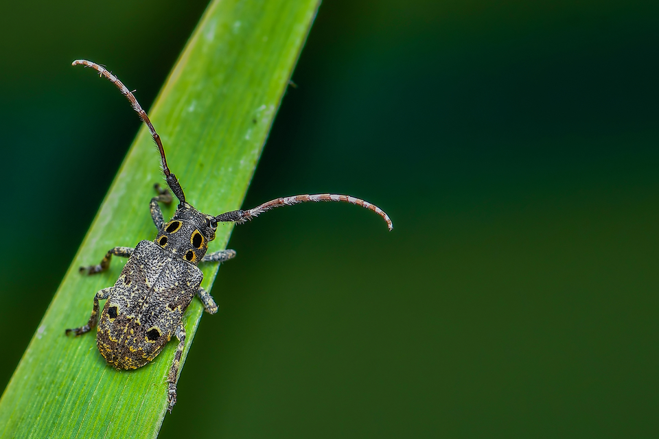 Mesosa curculionoides - szemfoltos cincér Mesosa curculionoides - szemfoltos cincér