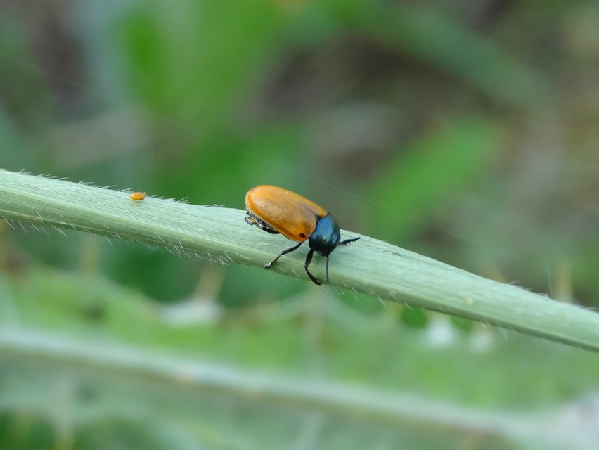 Labidostomis Labidostomis