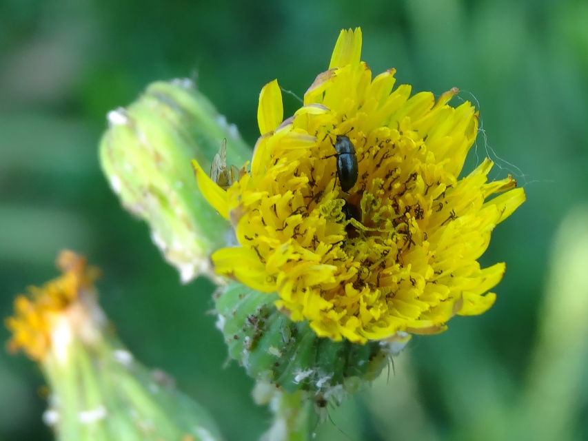 Meligethinae