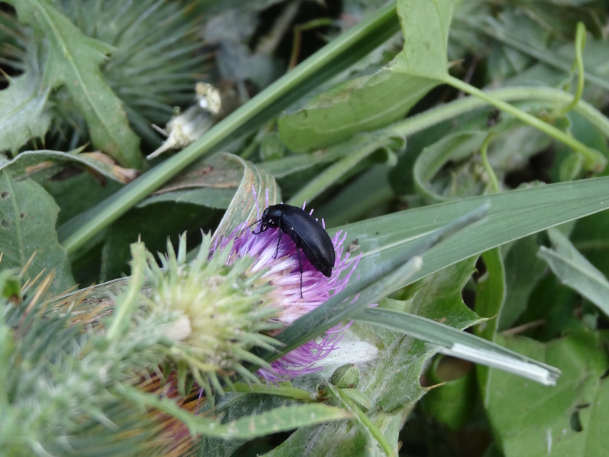 Podonta nigrita - szerecsenbogár