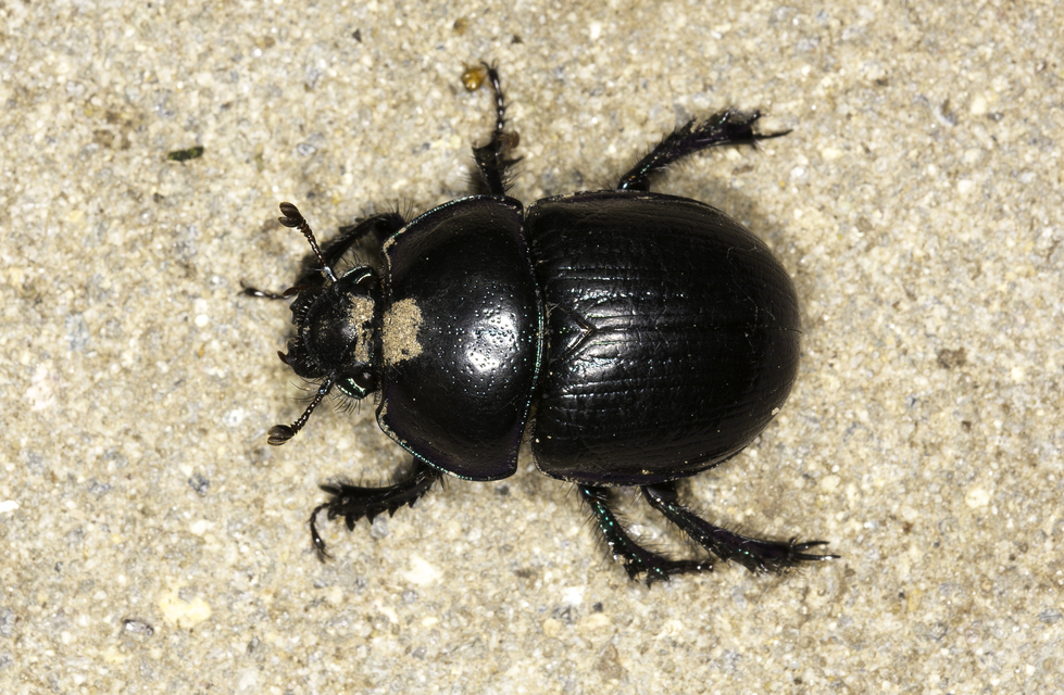Anoplotrupes stercorosus - erdei álganéjtúró