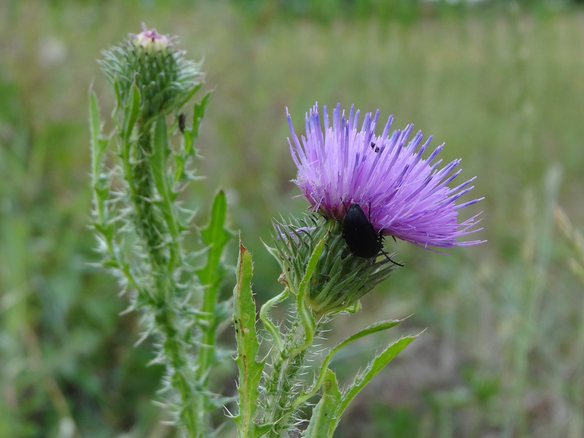 Podonta nigrita - szerecsenbogár