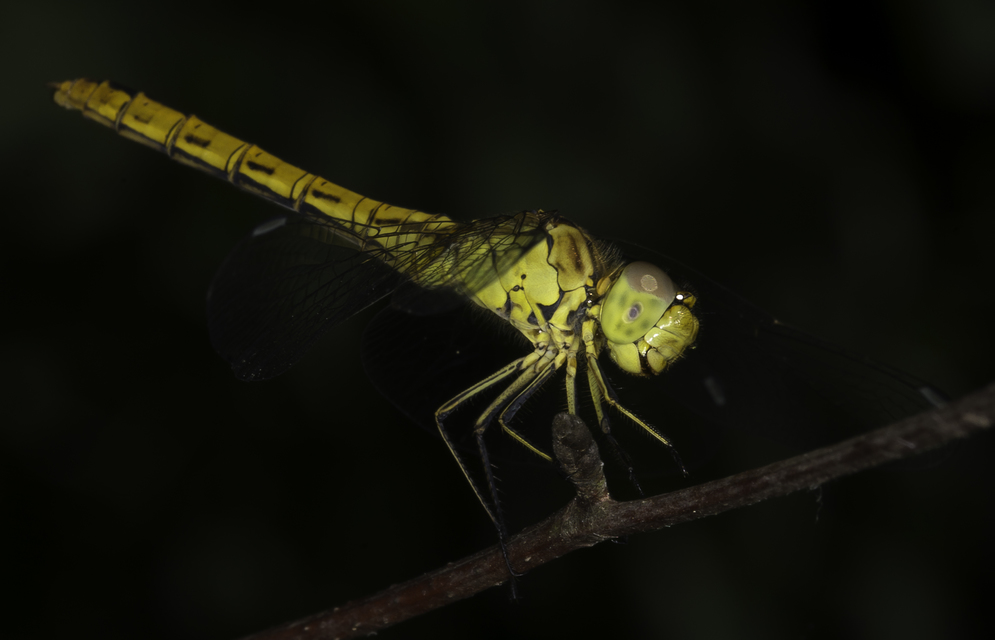 Sympetrum meridionale - fakó katona-szitakötő