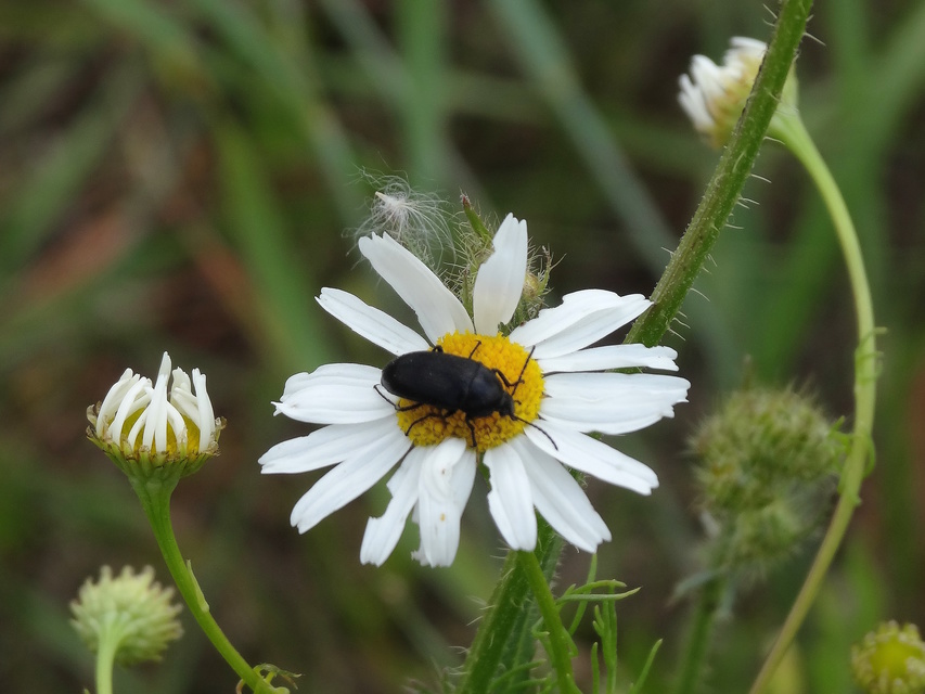 Podonta nigrita - szerecsenbogár
