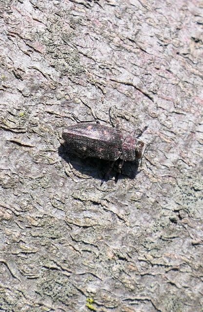 Chrysobothris affinis - aranypettyes díszbogár