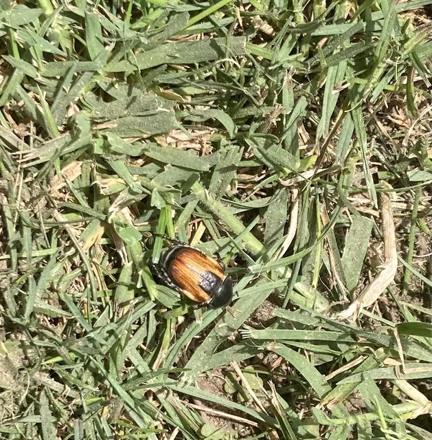 Anisoplia austriaca - osztrák szipoly