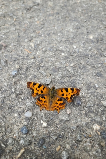 Nymphalis c-album - C-betűs lepke