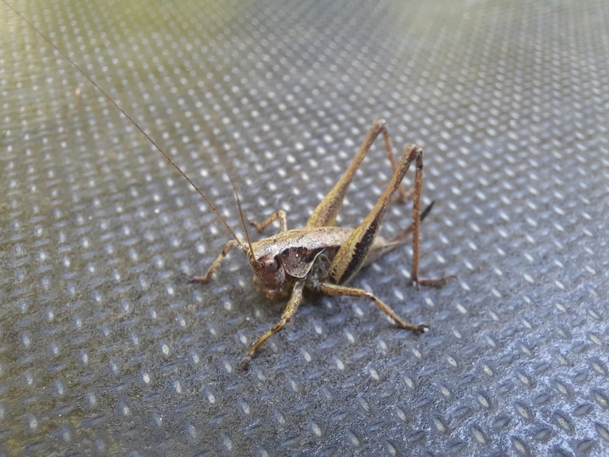 Pholidoptera griseoaptera - szürke avarszöcske