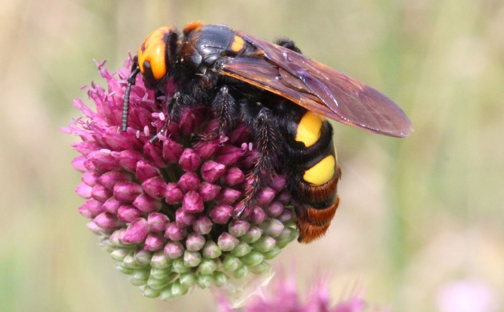 Megascolia maculata - óriás-tőrösdarázs