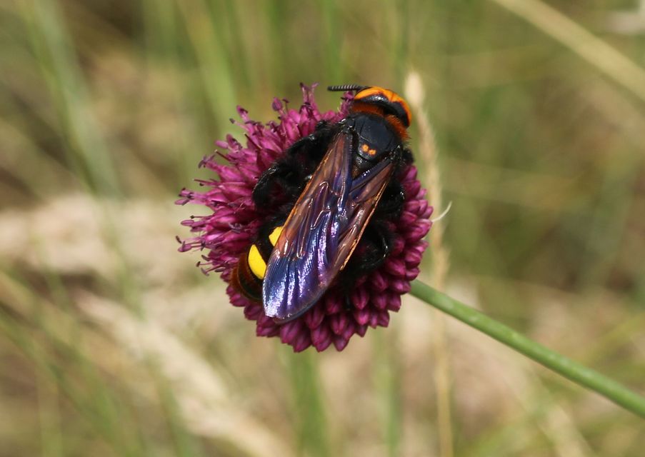 Megascolia maculata - óriás-tőrösdarázs