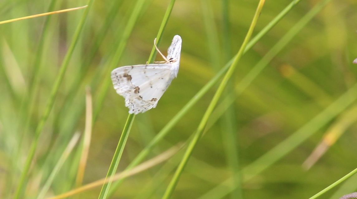 Scopula ornata - díszes fehéraraszoló