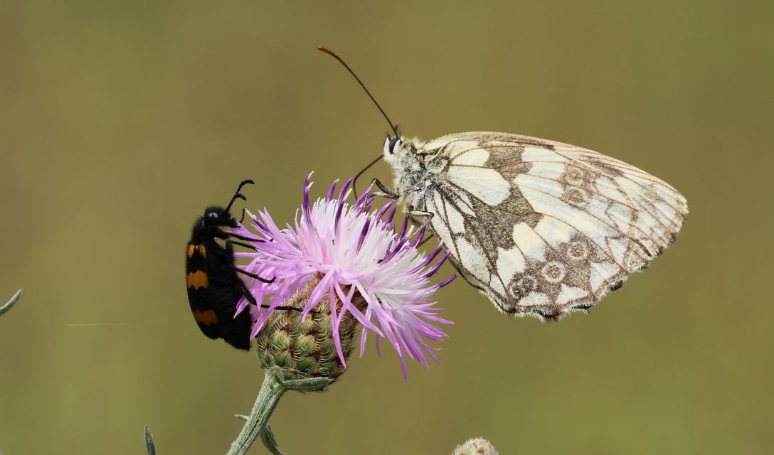 Mylabris variabilis - szalagos hólyaghúzó Mylabris variabilis - szalagos hólyaghúzó