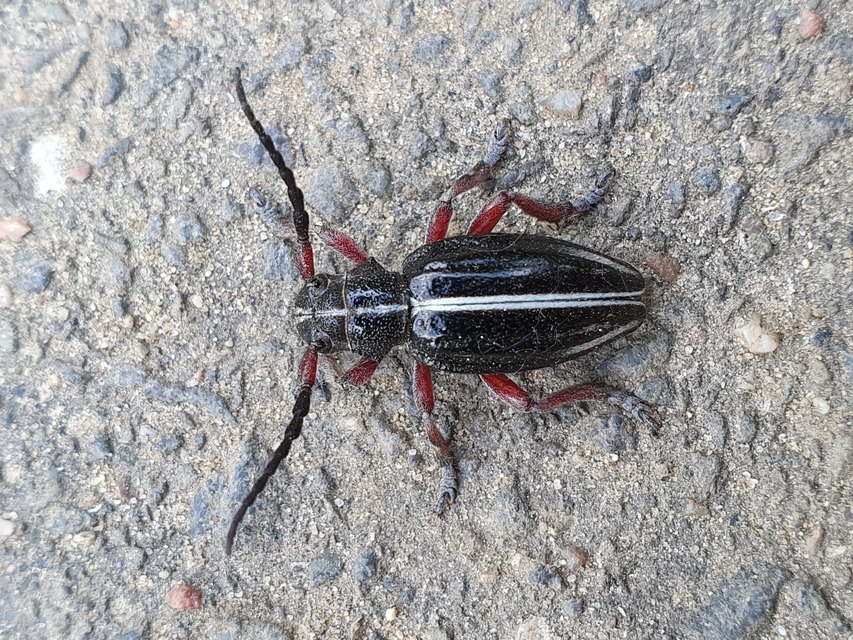Dorcadion pedestre - kétsávos gyalogcincér