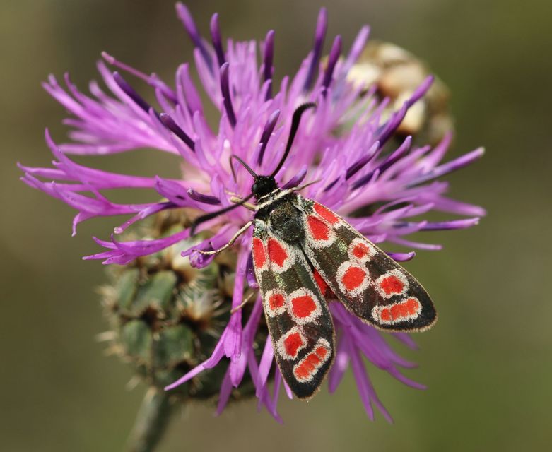 Zygaena carniolica - fehérgyűrűs csüngőlepke