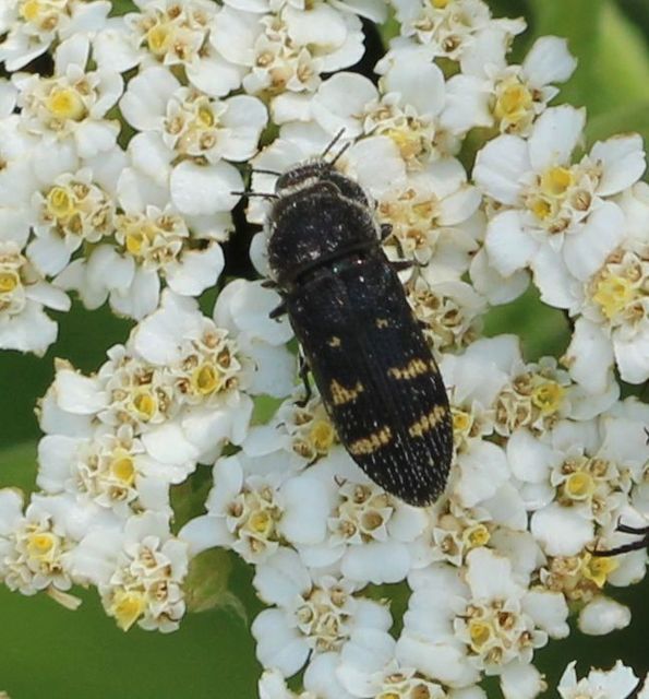 Acmaeoderella flavofasciata - sárgacsíkos zömökdíszbogár