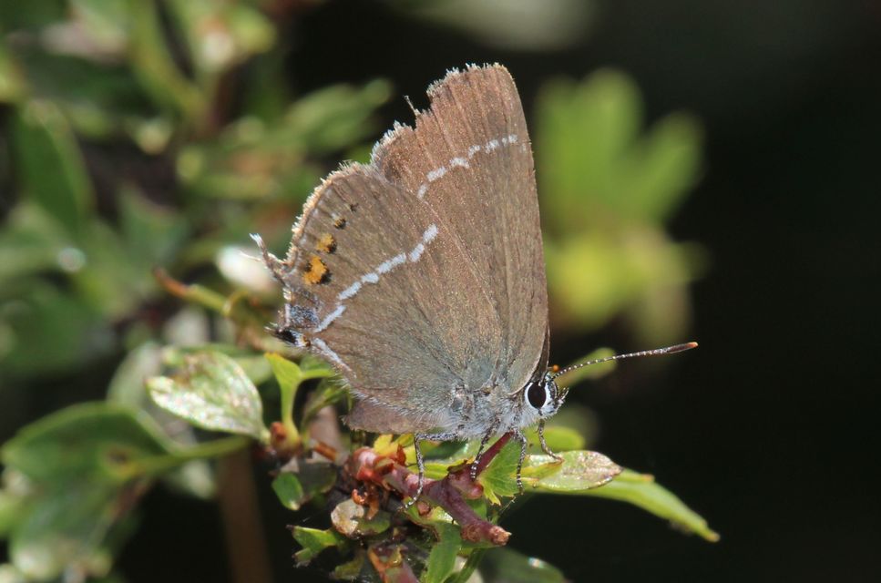 Satyrium spini - kökény-csücsköslepke