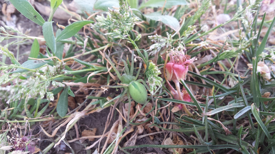 Micrommata virescens - hunyópók